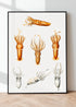 modern black framed squid varieties print wall art